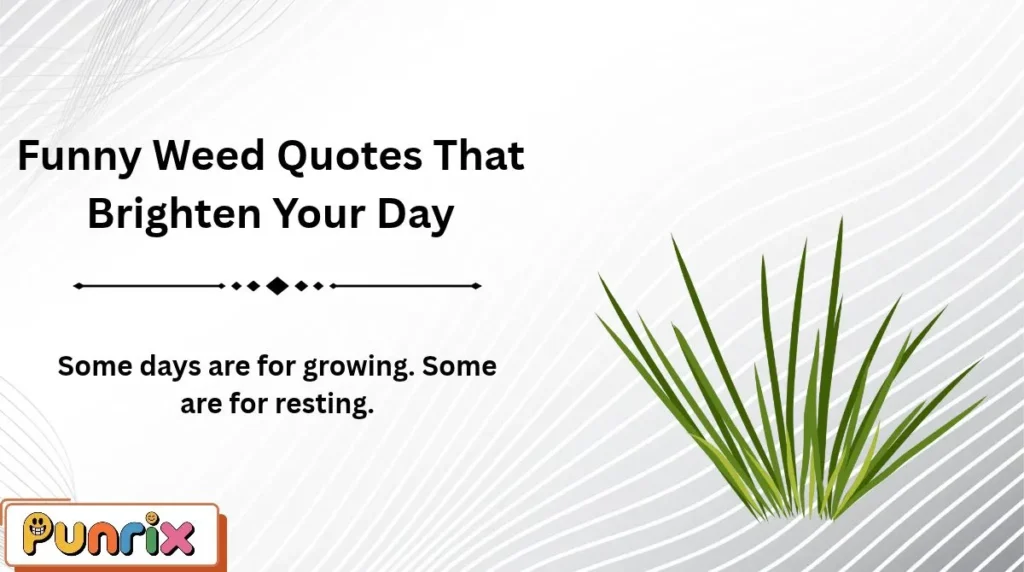 Funny Weed Quotes That Brighten Your Day